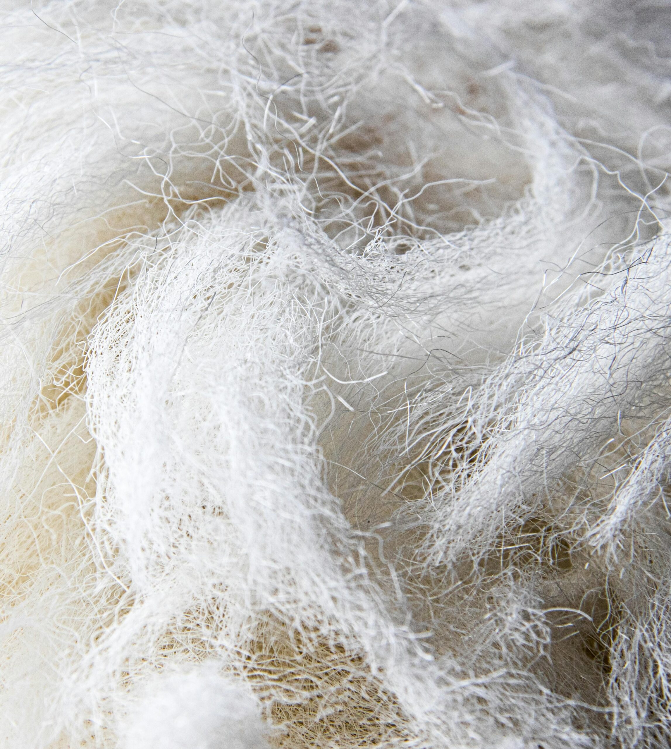 Detailed close-up of fluffy white cotton fibers, showcasing texture and softness.